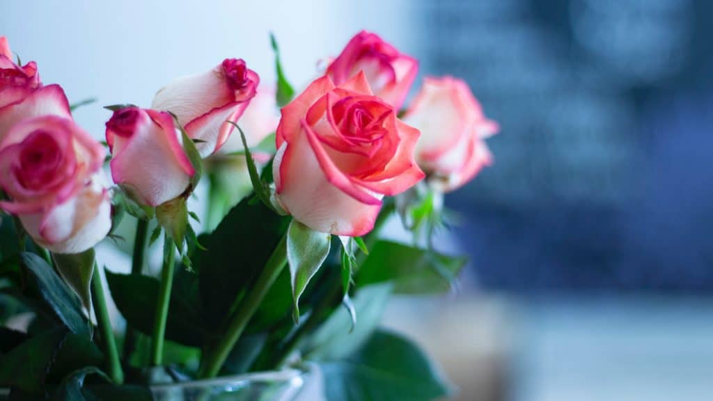 Celebrating Valentine's Day in Mexico - roses